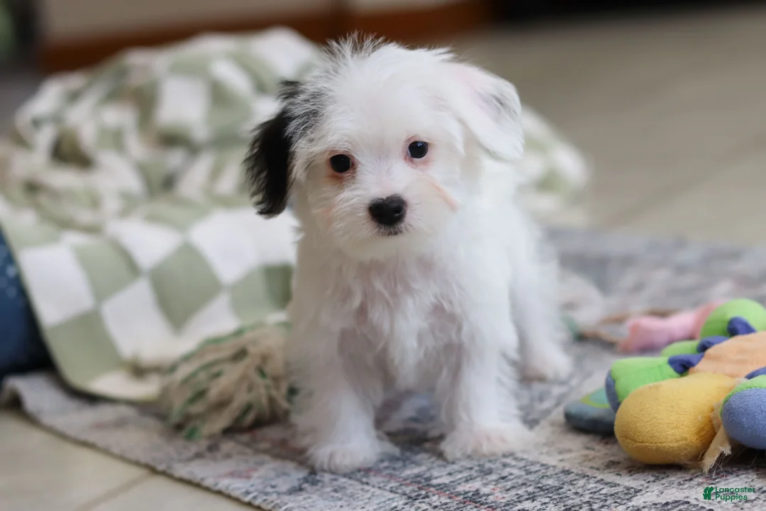 Morkie dogs for sale: Bobby - Ad 3