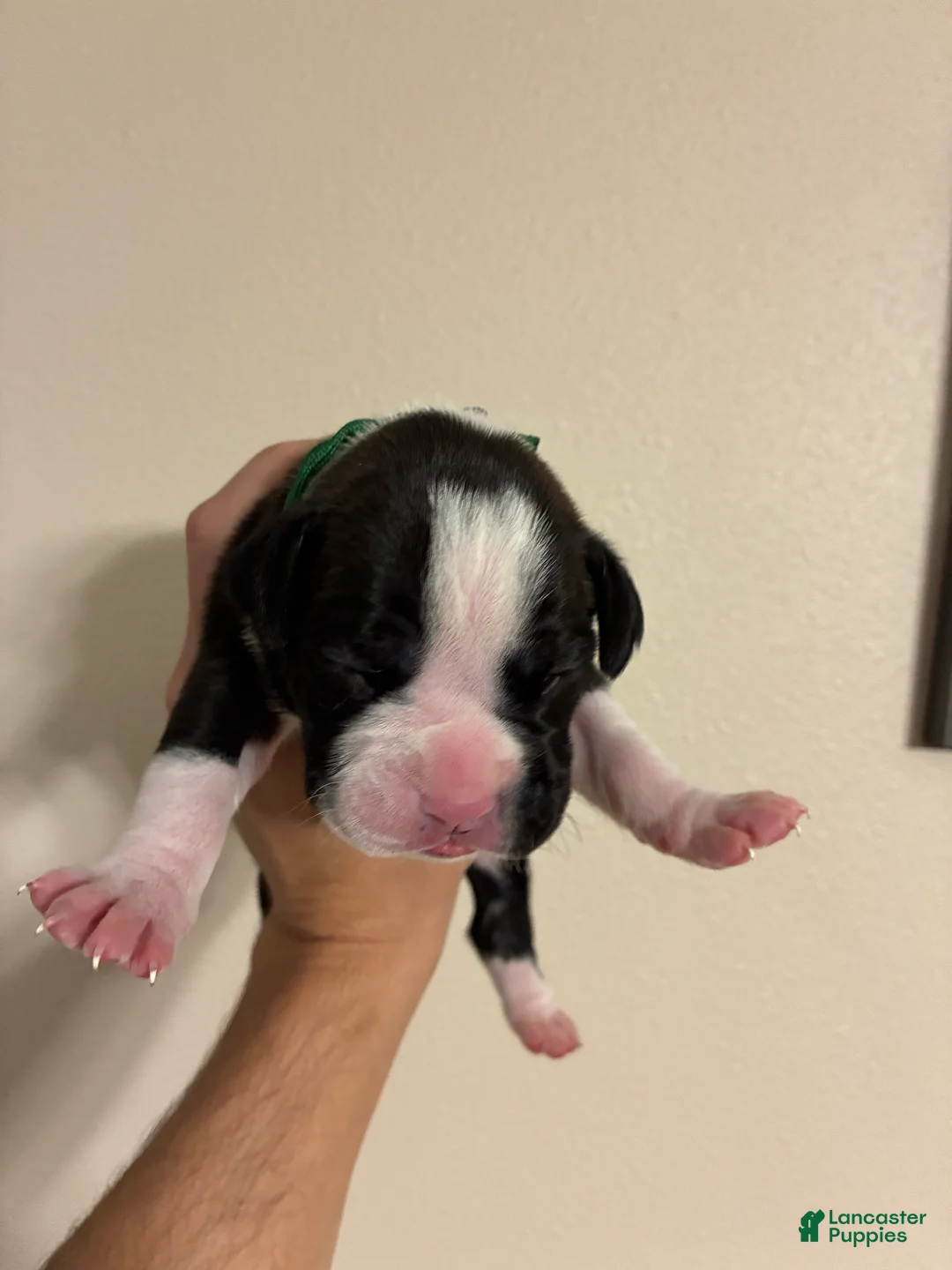 Boxer dogs for sale: Green collar - Ad 2