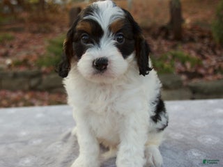 Cavapoo dogs - Ad 15