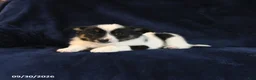 Mixed Breed dogs for sale: Spike - Ad 3