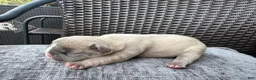 French Bulldog dogs for sale: French Bulldog 2 MALE - Ad 8
