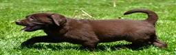 Labrador Retriever dogs for sale: Libby - Ad 13
