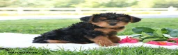 Yorkiepoo dogs for sale: Teddy Freddy - Ad 2
