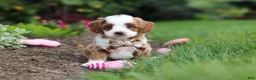 Cavapoo dogs for sale: Hunter - Ad 4