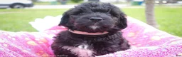 Goldendoodle dogs for sale: Miss Pink - Ad 4