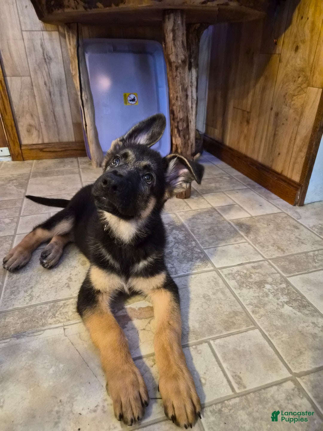 German Shepherd dogs for sale: German Shepherd Puppy 1 - Ad 10
