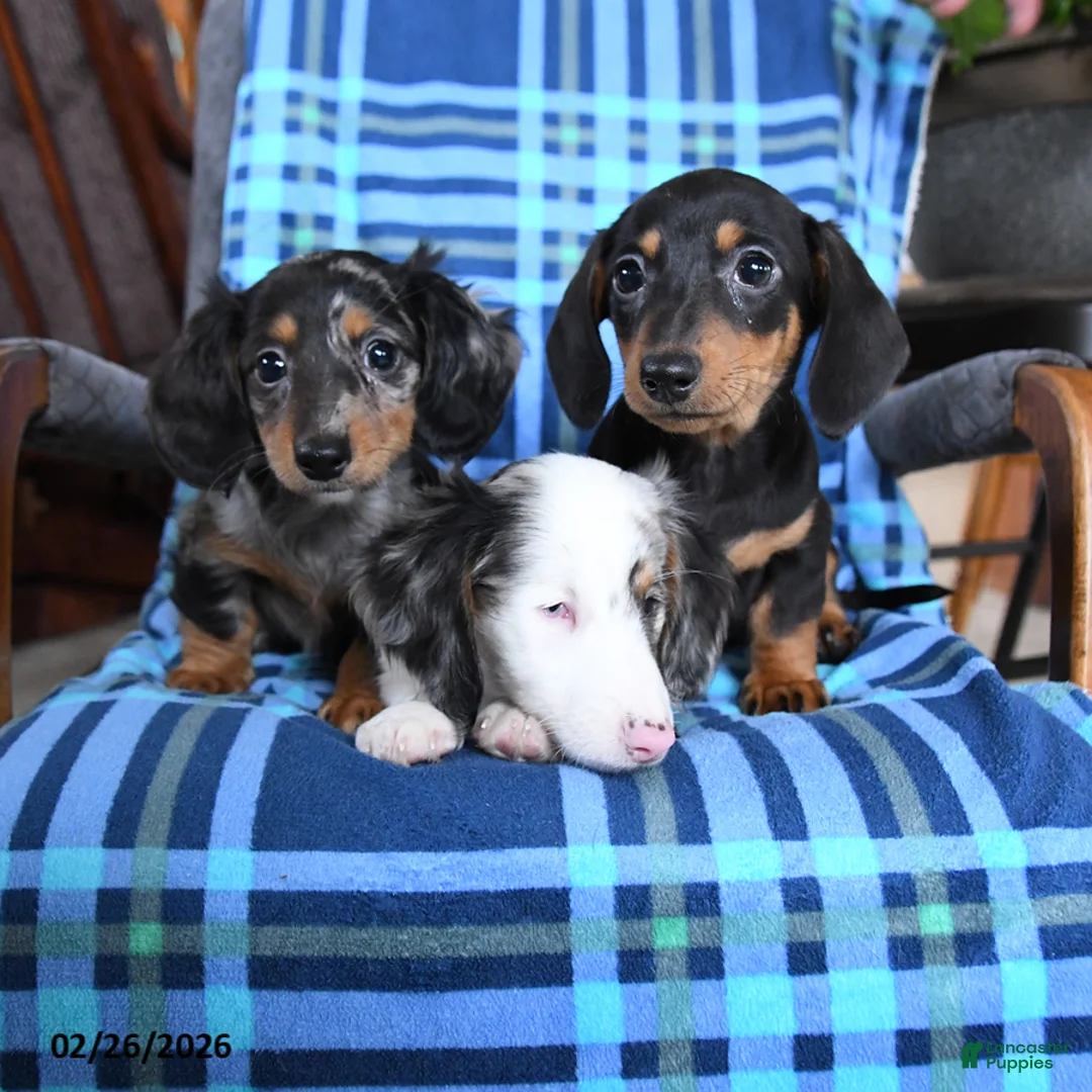 Miniature Dachshund dogs for sale: Billie - Ad 5