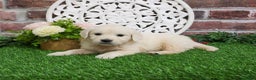 Golden Retriever dogs for sale: Viola - Ad 7