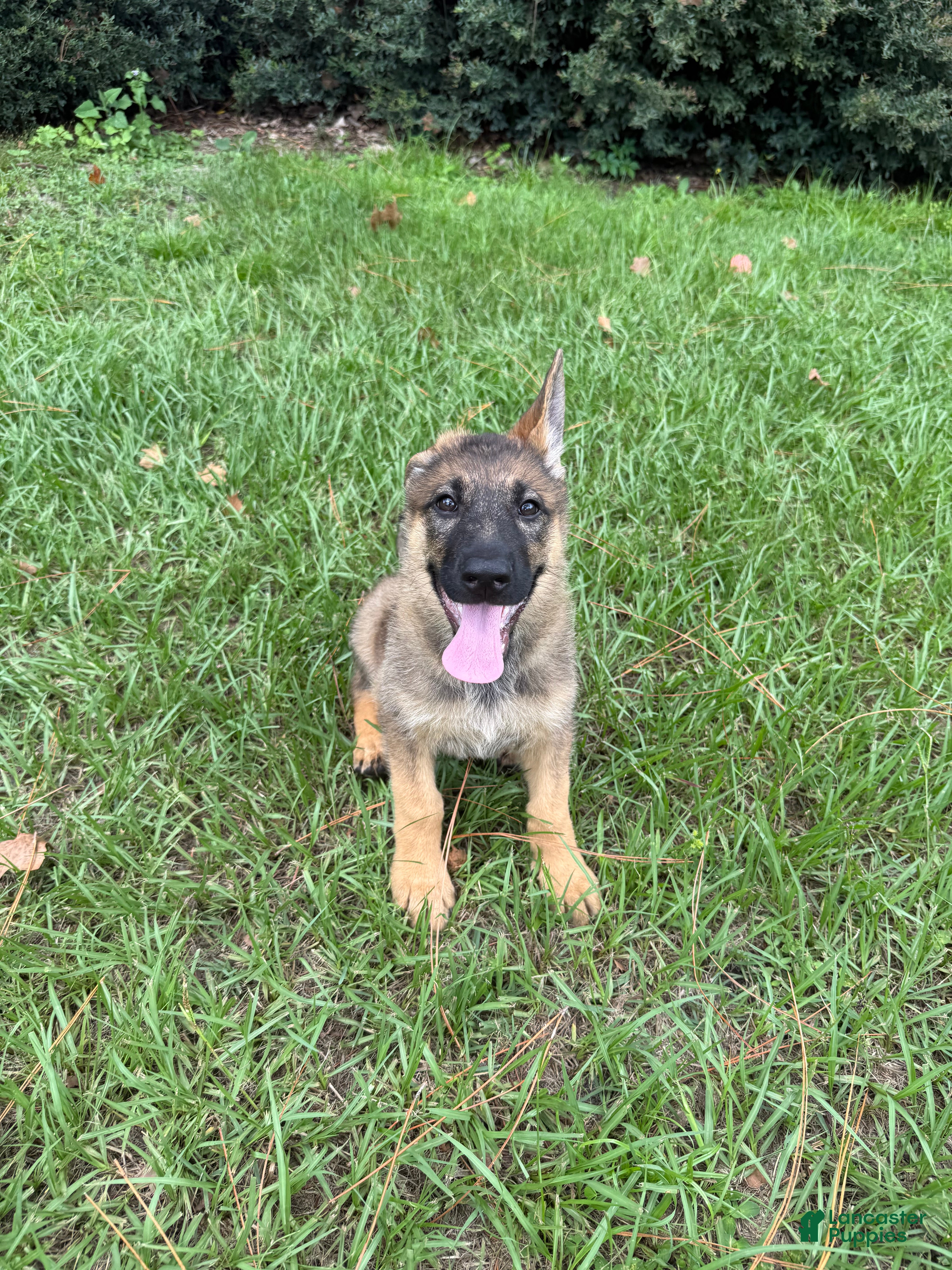 German Shepherd dogs Daphne - Ad 1