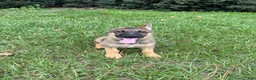 German Shepherd dogs for sale: Delilah - Ad 92