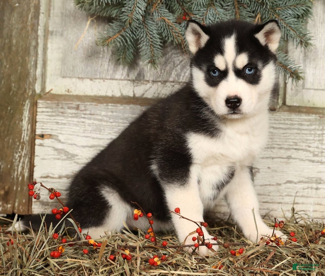 Siberian Husky dogs for sale: Lucy - Ad 2
