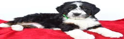 Mini Bernedoodle dogs for sale: Logan - Ad 5