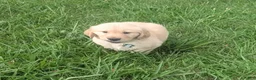 Golden Retriever dogs for sale: Finn - Ad 6