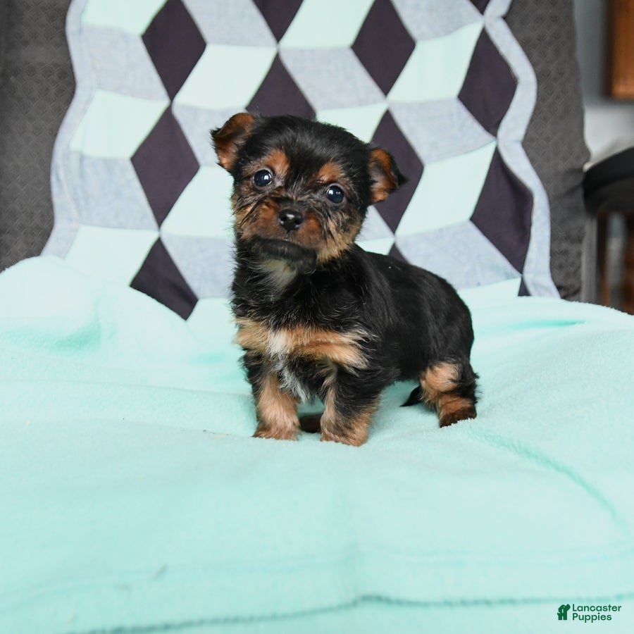 Yorkshire Terrier dogs Vance - Ad 1