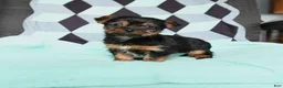 Yorkshire Terrier dogs for sale: Vance - Ad 1
