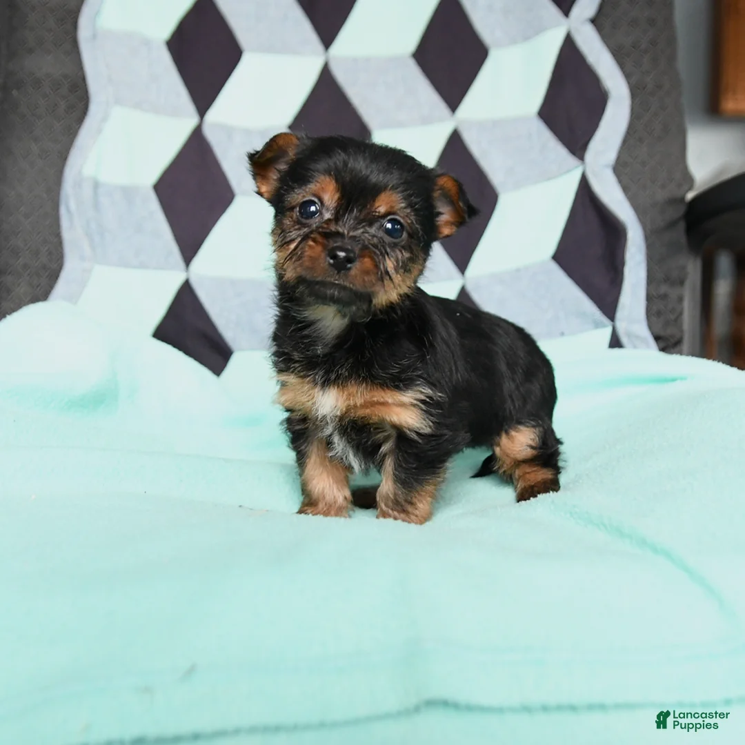 Yorkshire Terrier dogs for sale: Vance - Ad 1