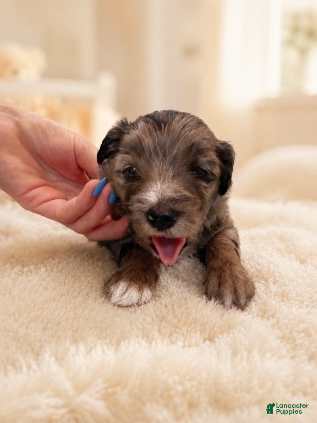 Mixed Breed dogs Zeus - Ad 1