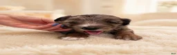 Mixed Breed dogs for sale: Zeus - Ad 1