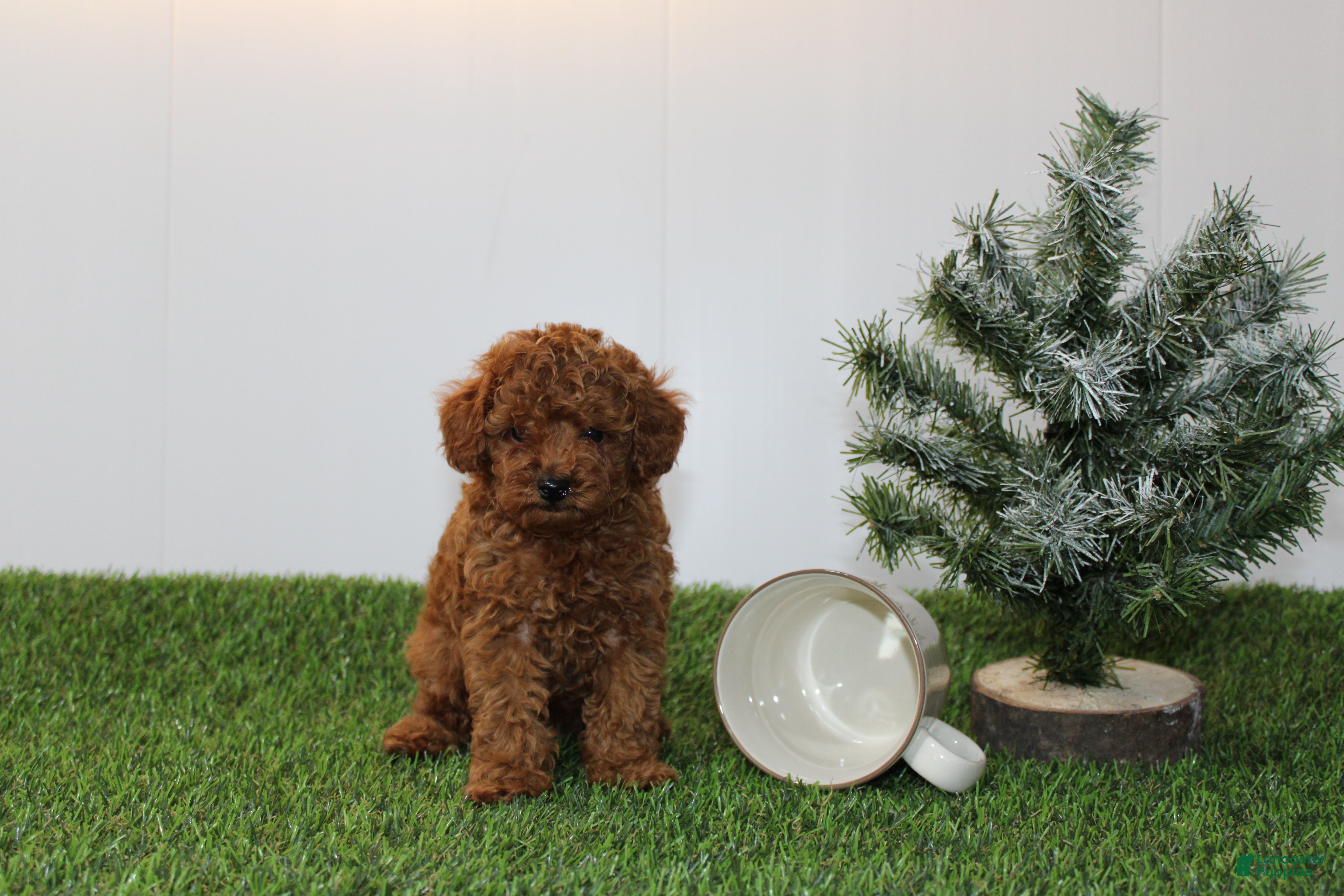 Toy Poodle dogs AKC Baxter (tiny) - Ad 33