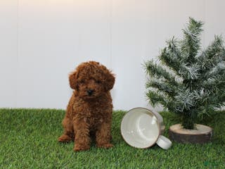 Toy Poodle dogs AKC Baxter (tiny) - Ad 33