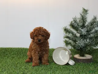 Toy Poodle dogs AKC Baxter (tiny) - Ad 20