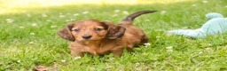 Miniature Dachshund dogs for sale: Asher Miniature Dachshund - Ad 7