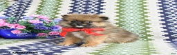Pomeranian dogs for sale: Bandit - Ad 2