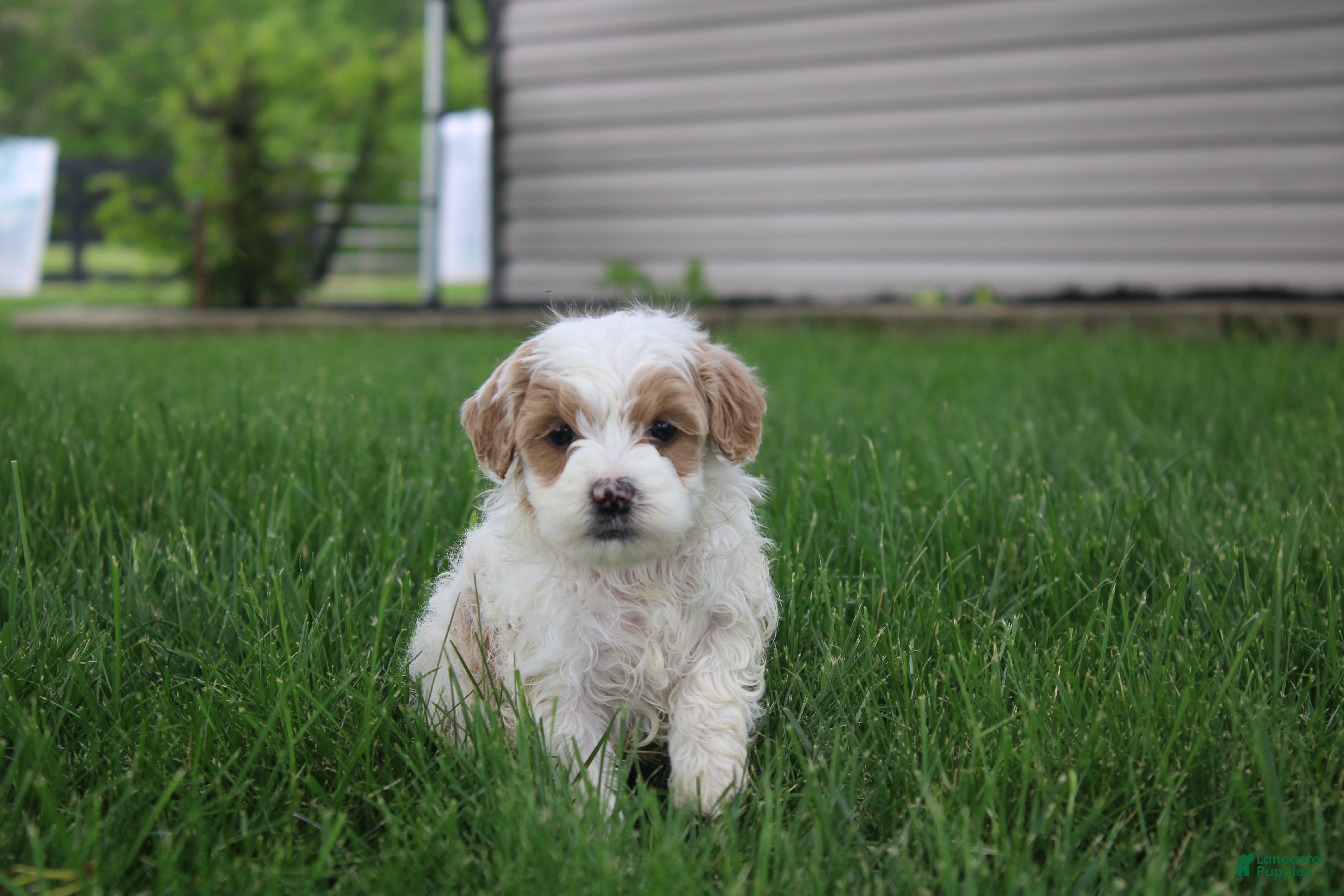 Mini Goldendoodle dogs Tessa - Ad 22