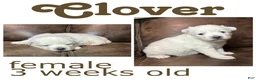 Pomsky dogs for sale: Clover - Ad 2