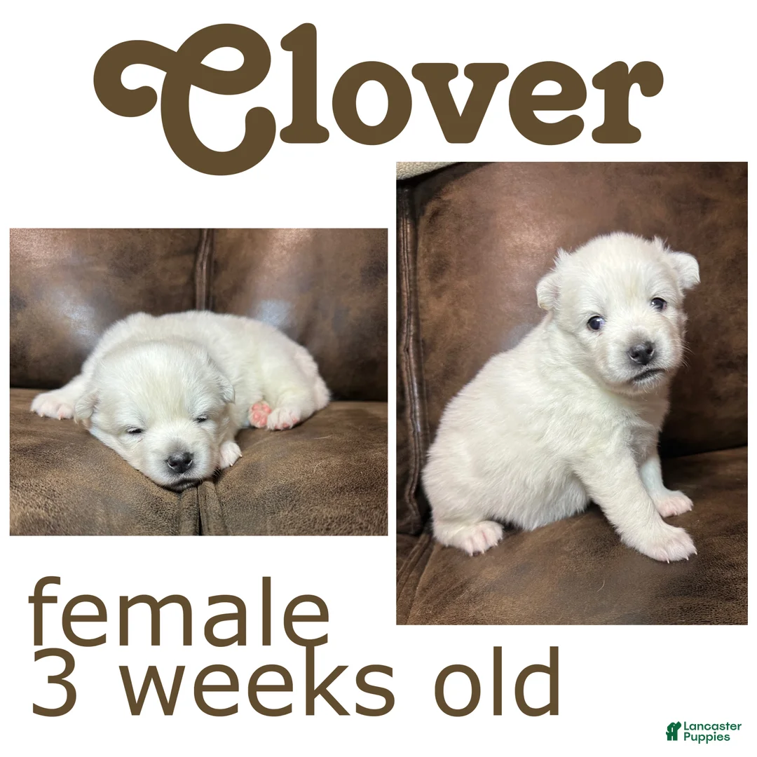 Pomsky dogs for sale: Clover - Ad 2