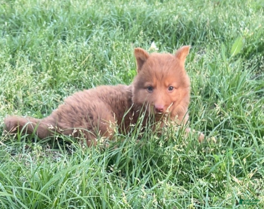 German Shepherd dogs Grizzly - Ad 24