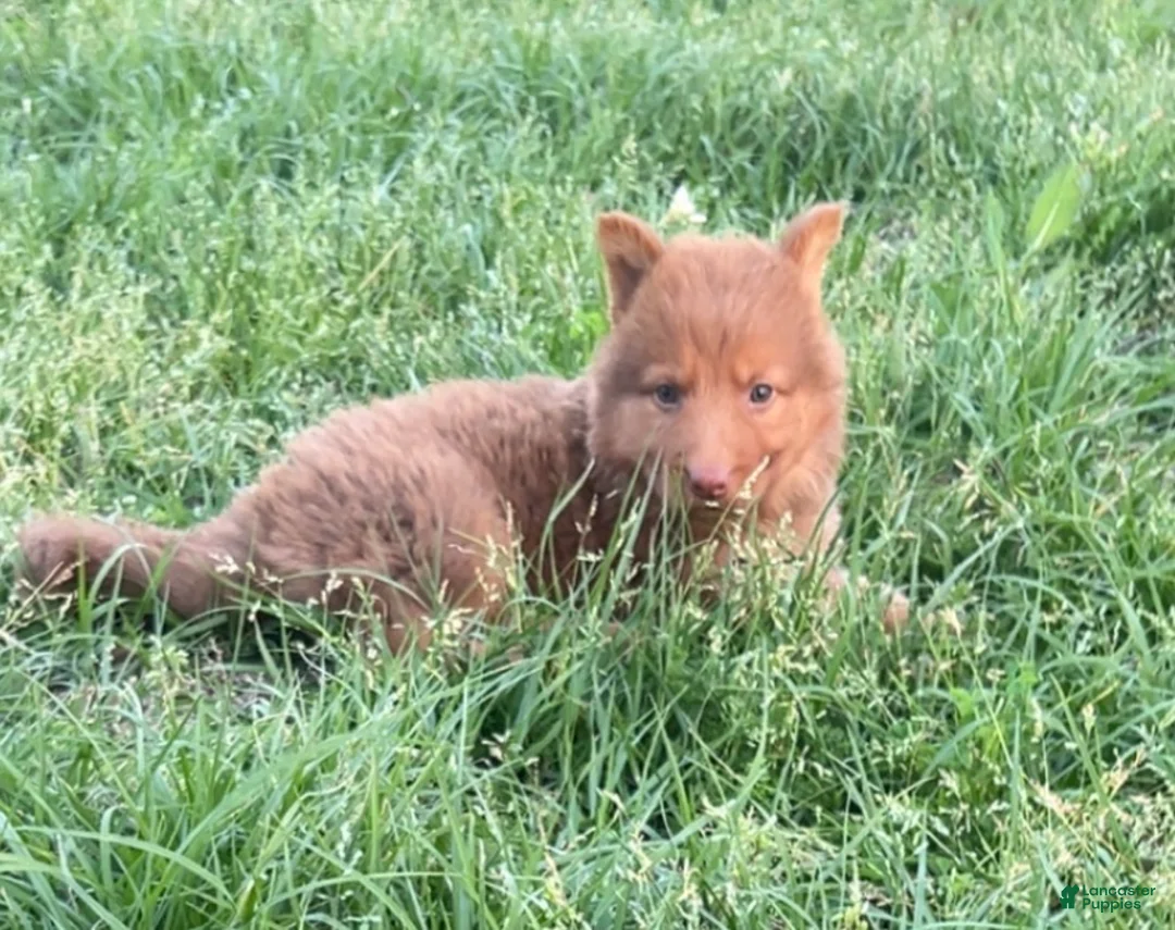 German Shepherd dogs for sale: Grizzly - Ad 1