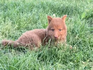 German Shepherd dogs Grizzly - Ad 24
