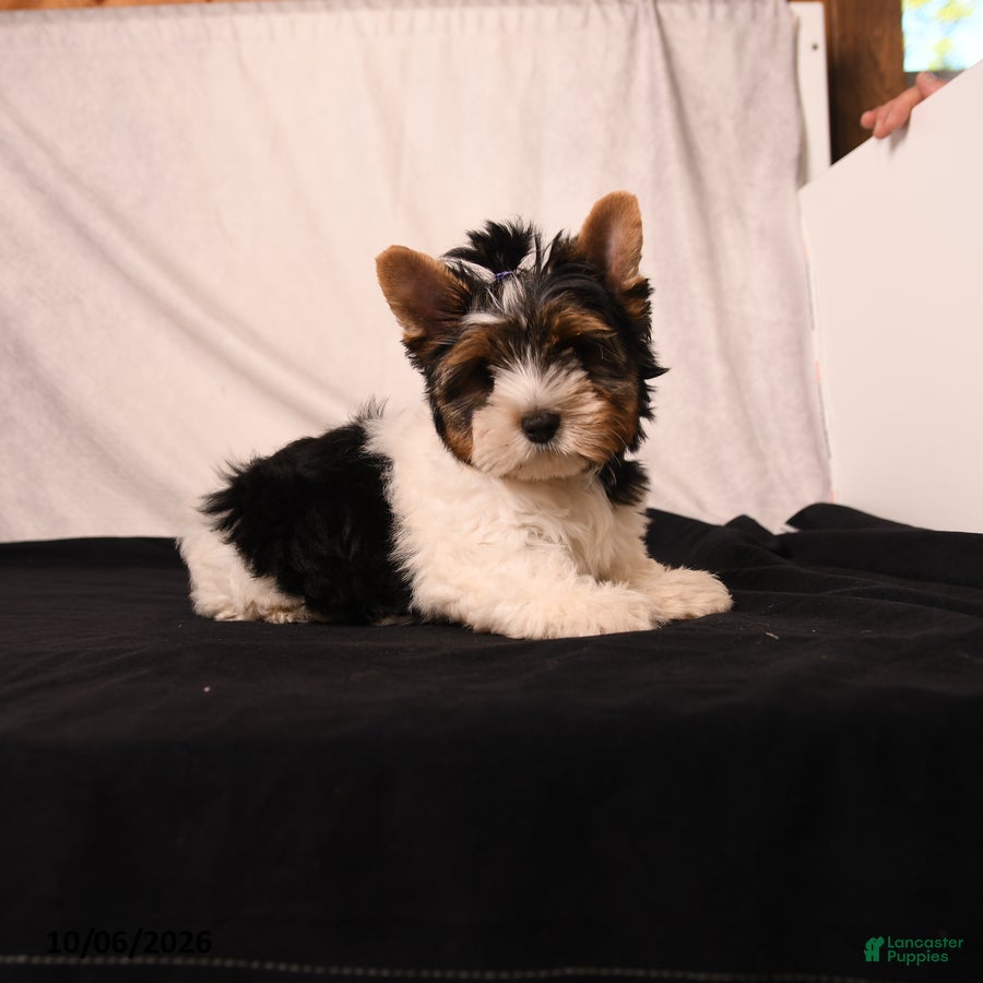 Biewer Terrier dogs Velvet  - Ad 1
