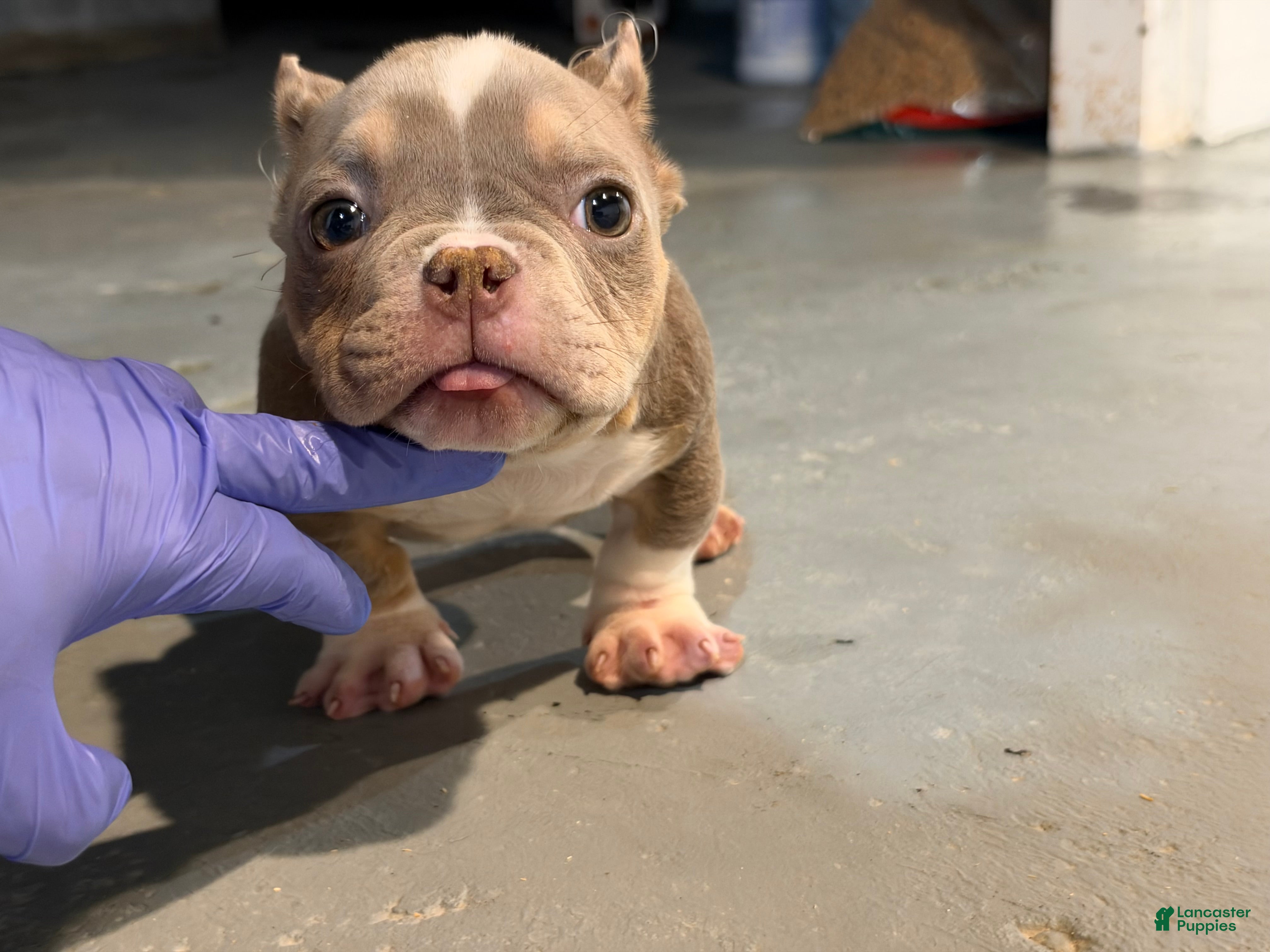 American Bully dogs Katana  - Ad 2