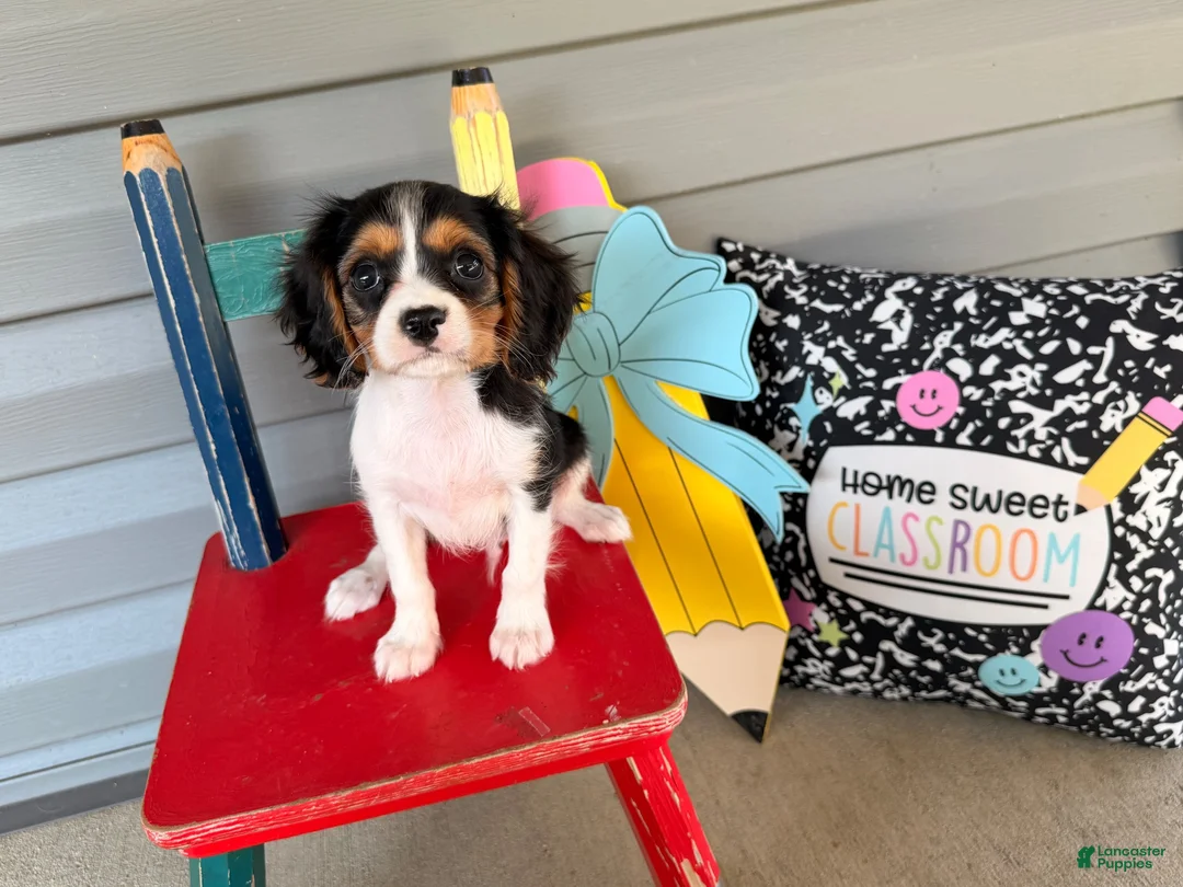 Cavalier King Charles Spaniel dogs for sale: Scout - Ad 2
