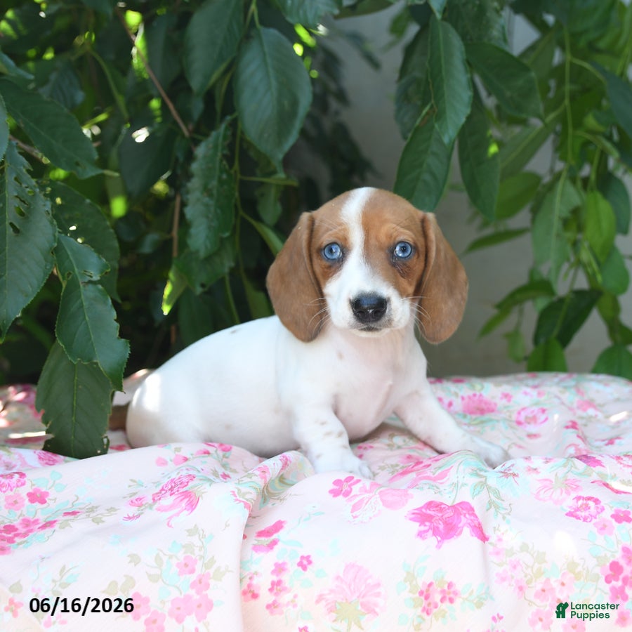 Miniature Dachshund dogs Whisper - Ad 1