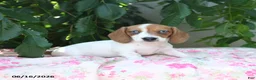 Miniature Dachshund dogs for sale: Whisper - Ad 1