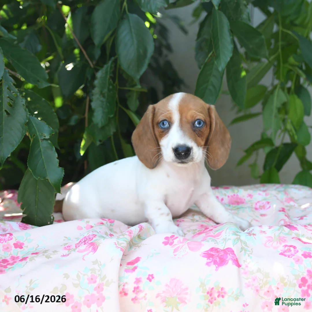 Miniature Dachshund dogs for sale: Whisper - Ad 1