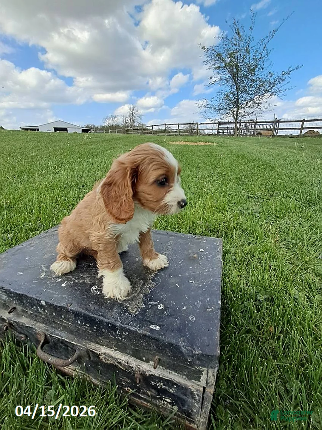 Cavapoo dogs for sale: Mason - Ad 5