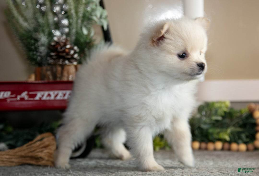 Pomeranian dogs for sale: Snowflake - Ad 3