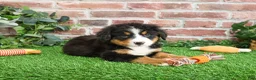 Bernese Mountain Dog dogs for sale: Snowflake  - Ad 11