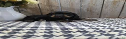 Cocker Spaniel dogs for sale: Rover - Ad 5