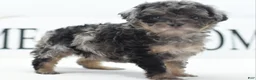 Toy Poodle dogs for sale: Luna - Ad 8