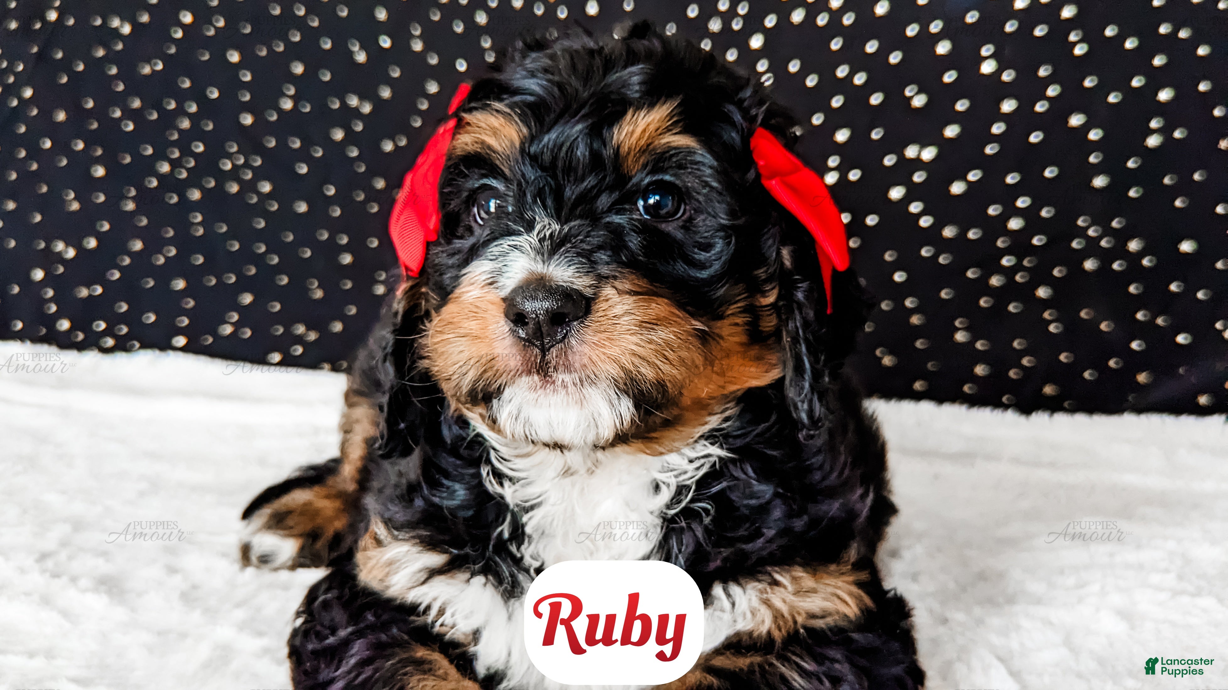 Bernedoodle dogs Ruby - Ad 2
