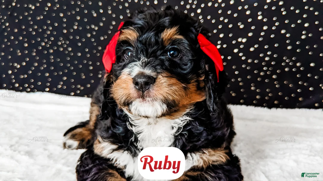 Bernedoodle dogs for sale: Ruby - Ad 2