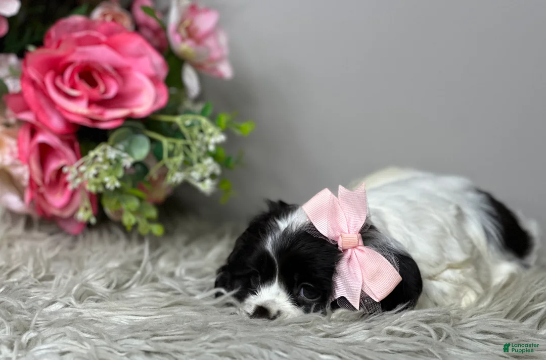 Cocker Spaniel dogs for sale: Rosie  - Ad 6