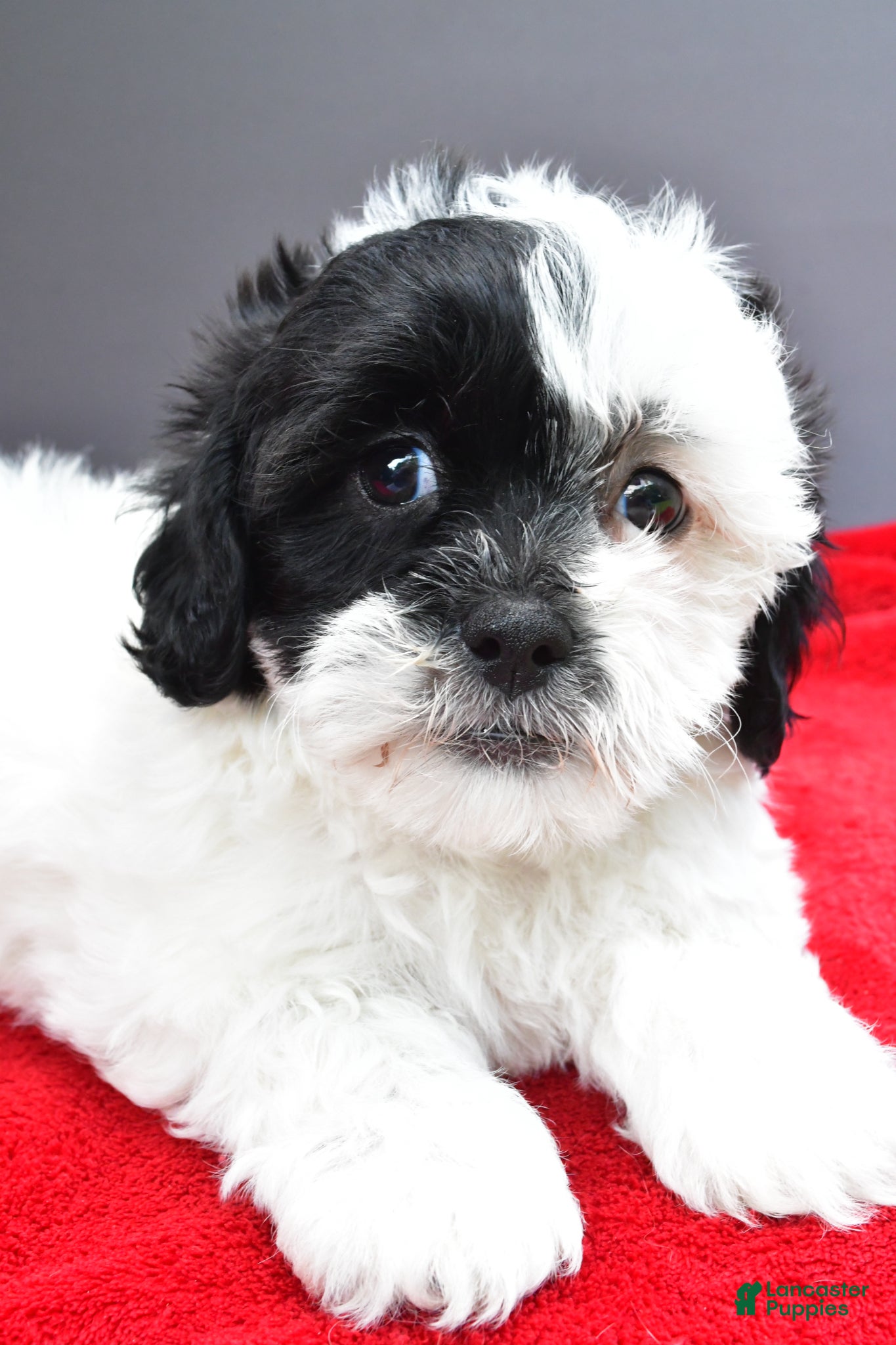 Teddy Bear dogs Bella - Ad 2