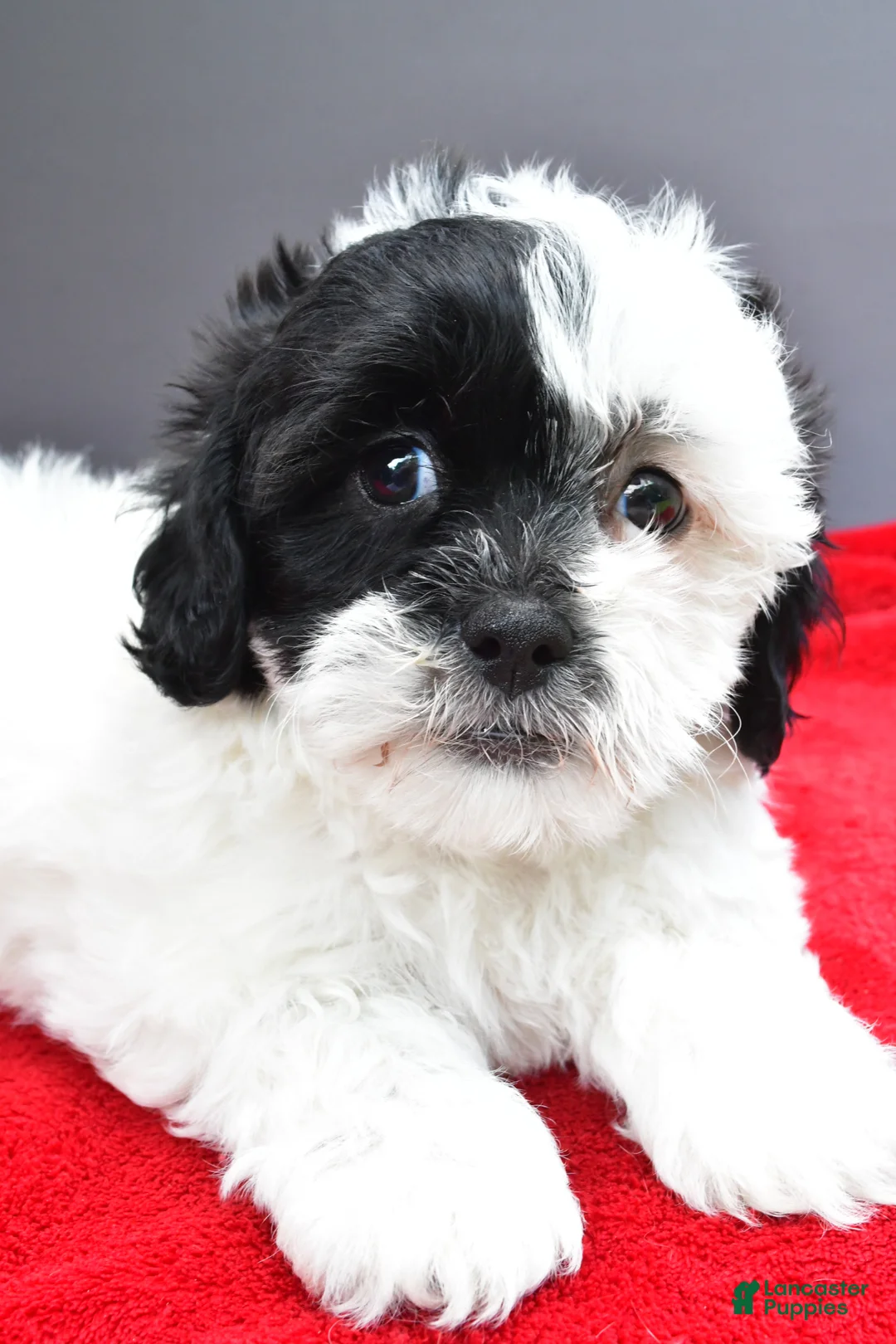 Teddy Bear dogs for sale: Bella - Ad 2