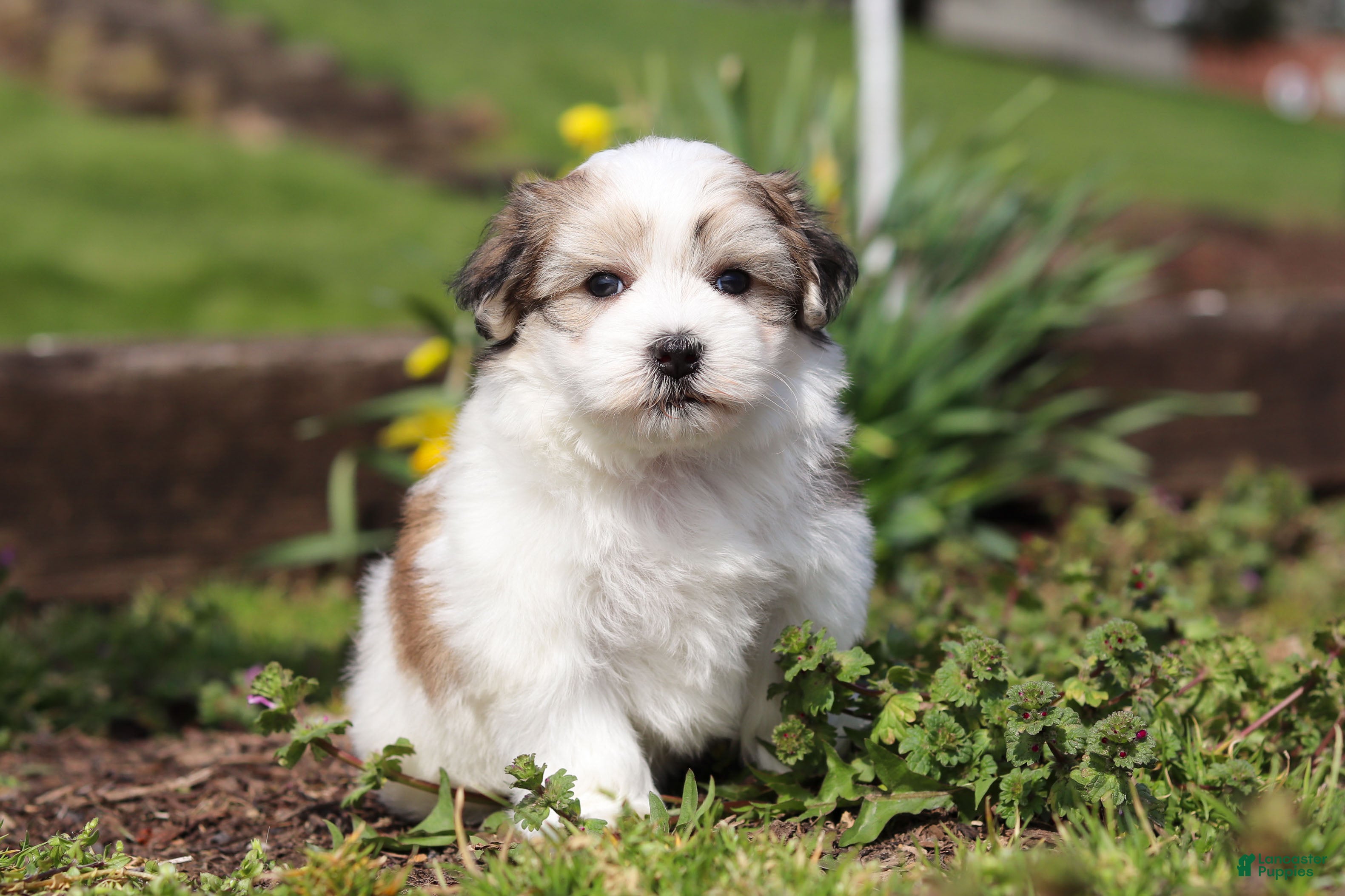 Morkie dogs Violet - Ad 1